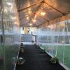 Marquees - Image 5